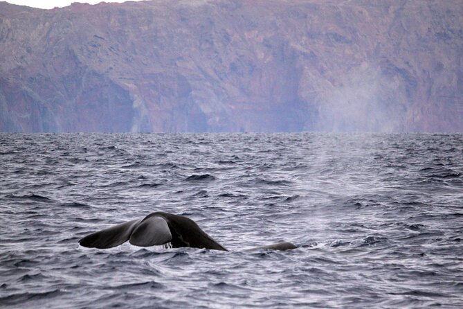 Responsible Whales and/or Dolphins Watching Tour - Blue Safari Madeira and the $59.28 Value Play