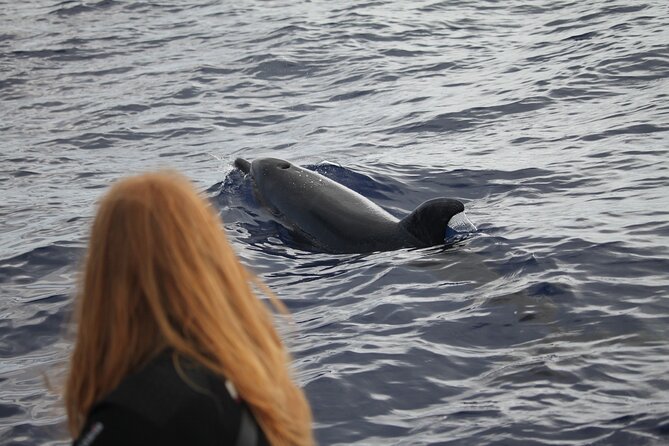 Responsible Whales and/or Dolphins Watching Tour - How Responsible Watching Works Out on the Water