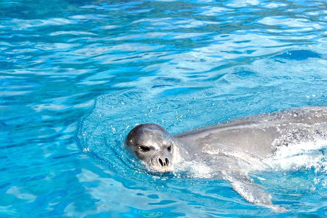 Responsible Whales and/or Dolphins Watching Tour - What You Can Expect to See Offshore