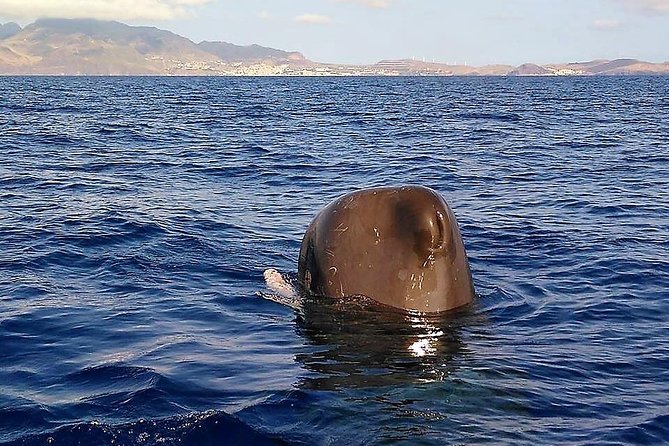 Responsible Whales and/or Dolphins Watching Tour - What to Bring (So the Boat Feels Fun, Not Miserable)