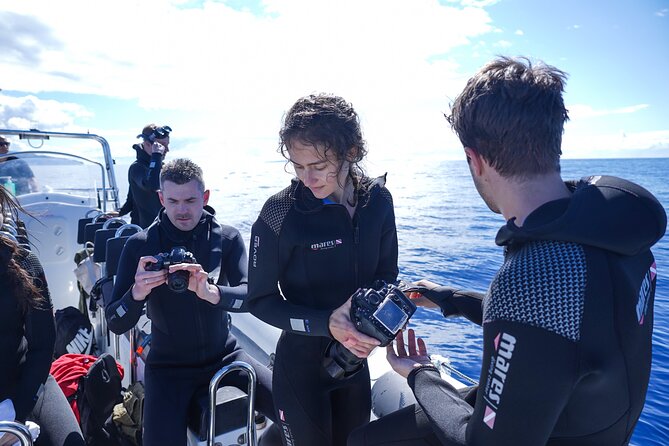Responsible Whales and/or Dolphins Watching Tour - Who This Tour Fits Best