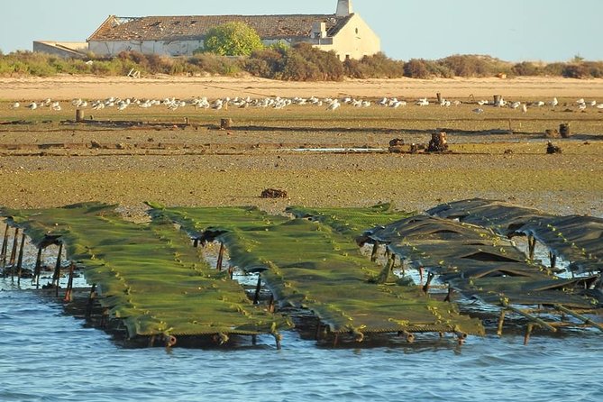 Ria Formosa - Boat trip to the 3 Islands: Armona | Culatra Island | Lighthouse - Timing tips, morning pace versus sunset option