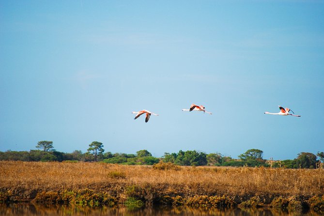 Ria Formosa Natural Park Birdwatching Segway Tour from Faro - Where Ria Formosa fits into your Faro plans