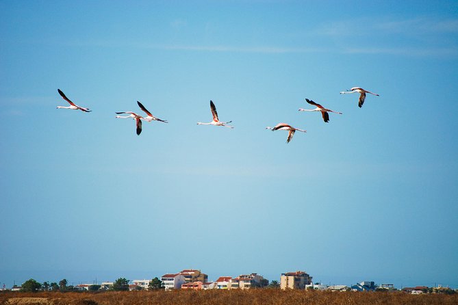Ria Formosa Natural Park Birdwatching Segway Tour from Faro - Quinta do Lago pass: golf area views and celebrity-style villas