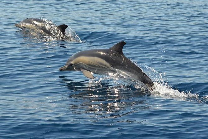 Safari & Boat Tour - Mountains & Dolphins - Practical Tips That Make This Day Easier
