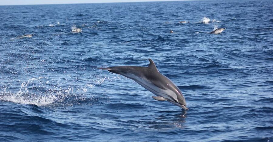Sagres: Wildlife Tour Dolphins and Caves - Key things that make this Sagres tour worth your time