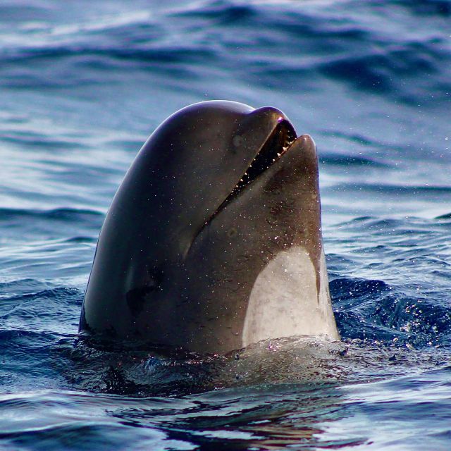 Sagres: Wildlife Tour Dolphins and Caves - The Boat Ride to Costa Vicentina: Your Window for Wildlife