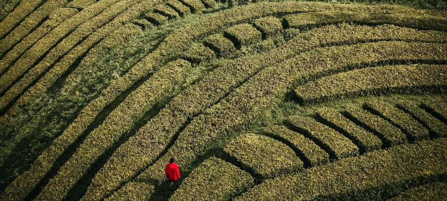São Miguel: 2-Day Island Tour, Tea & Pineapple Plantation - Pickup timing, van comfort, and why morning matters