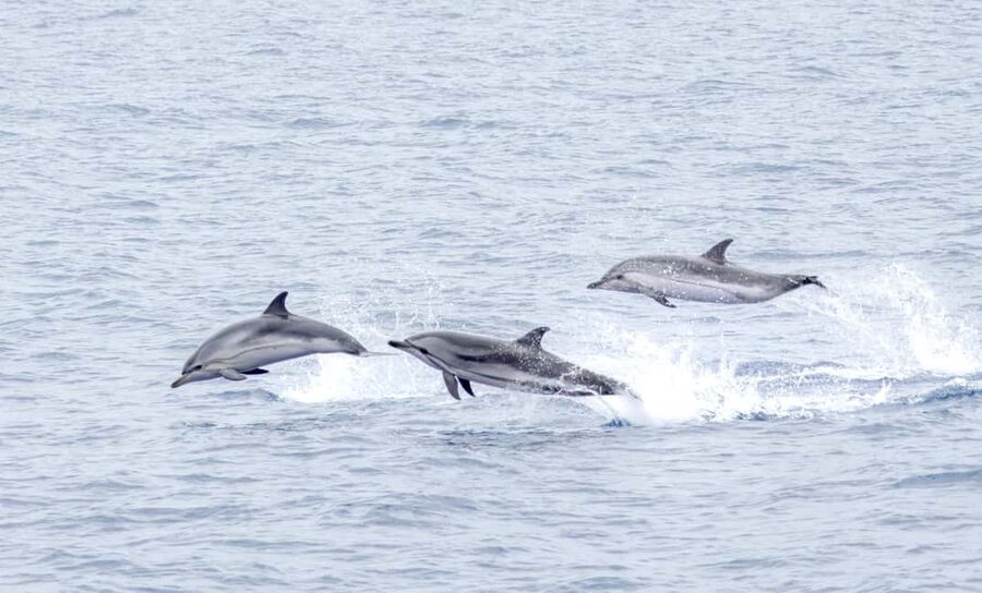 São Miguel Azores: Half-Day Whale Watching Trip - Key points before you go