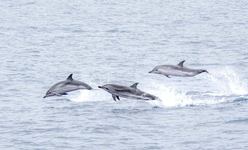 São Miguel Azores: Half-Day Whale Watching Trip - What to bring so you are comfortable on the whole run