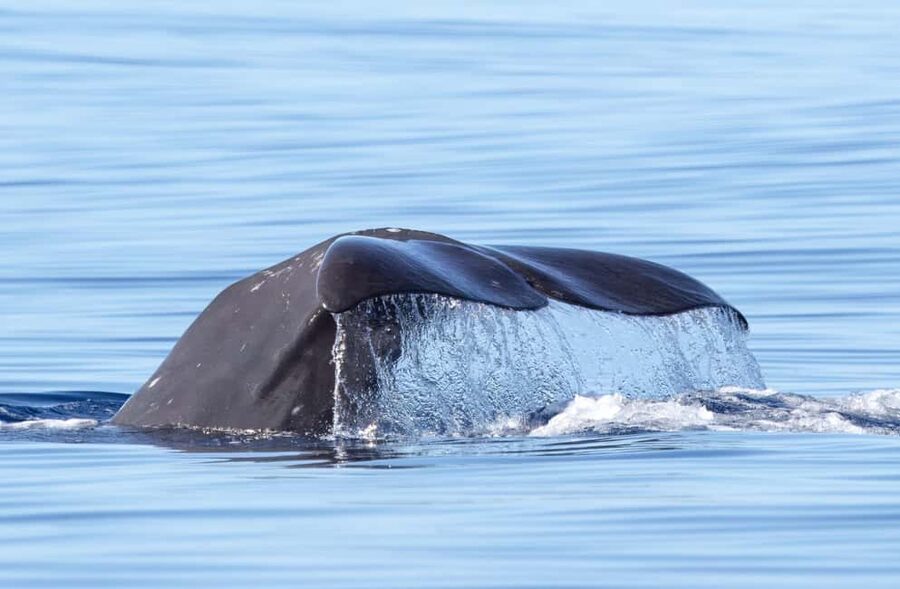 São Miguel Azores: Half-Day Whale Watching Trip - São Miguel whale watching: why this place earns its reputation