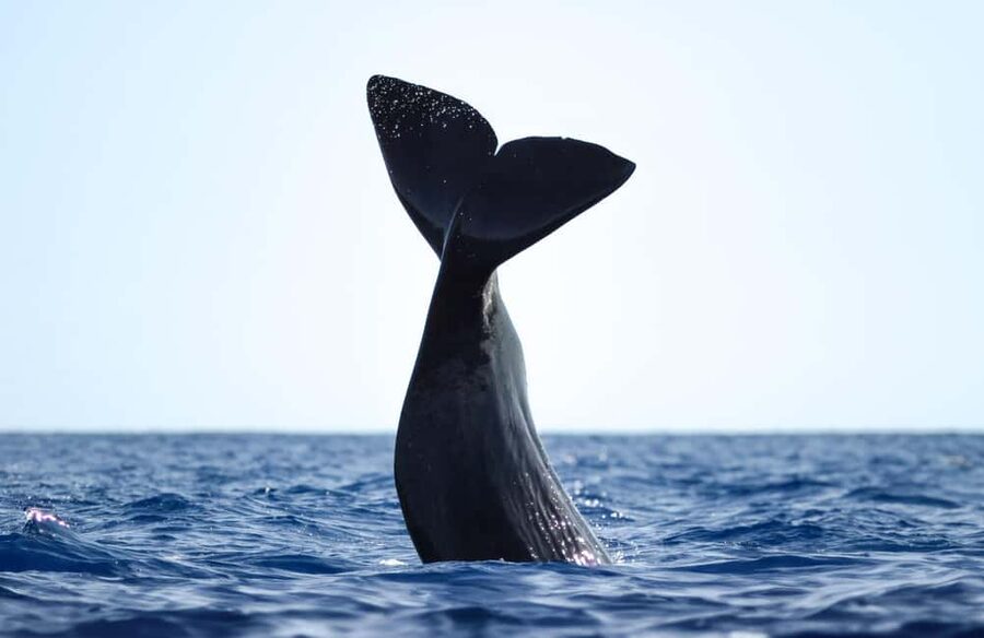São Miguel Azores: Half-Day Whale Watching Trip - How the crew finds whales and dolphins using lookout radios