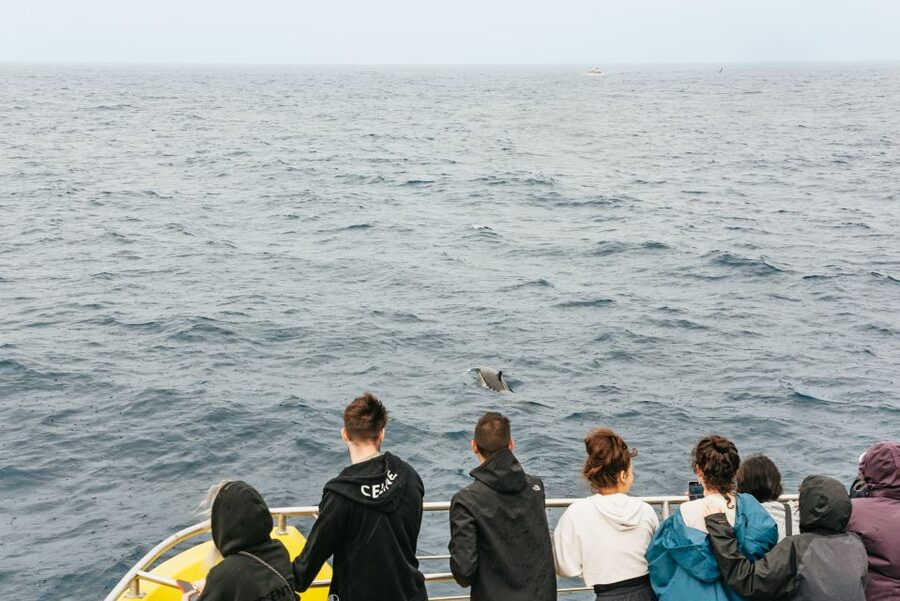 São Miguel Azores: Half-Day Whale Watching Trip - On the water: catamaran vs zodiac, and what it means for you