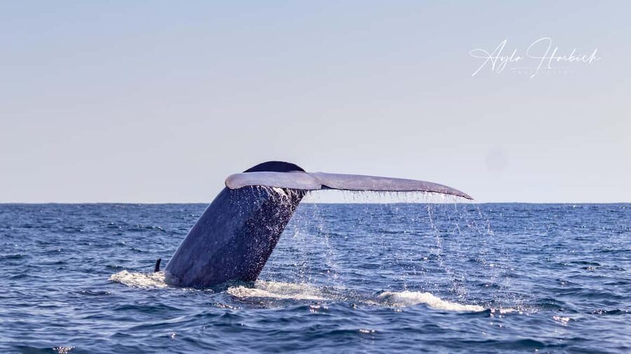 São Miguel Azores: Half-Day Whale Watching Trip - Wildlife and coastline views: what a good trip looks like