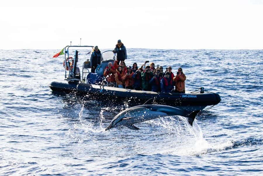 São Miguel Azores: Half-Day Whale Watching Trip - Who should book, and who should sit this one out