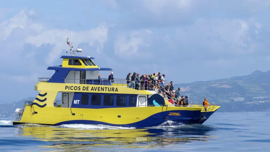 São Miguel Azores: Half-Day Whale Watching Trip - Meeting on shore and the briefing that sets expectations