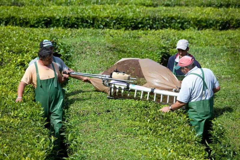 São Miguel: Furnas Volcano & Tea Plantation Tour & Lunch - Time, comfort, and what to pack for an 8-hour day