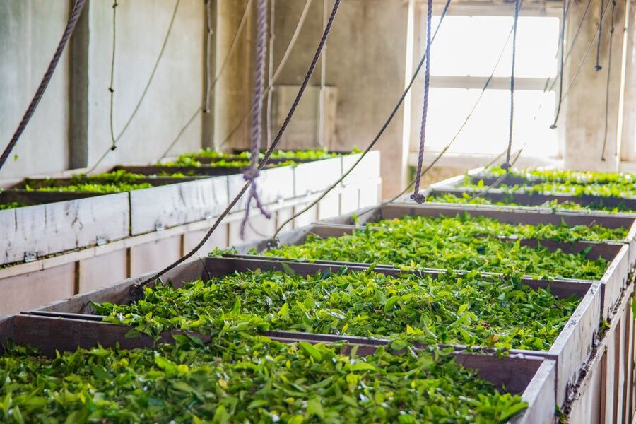 São Miguel Island: Full Day All-in-One Tour - Gorreana Tea Factory Stop, Not Just a Photo Break