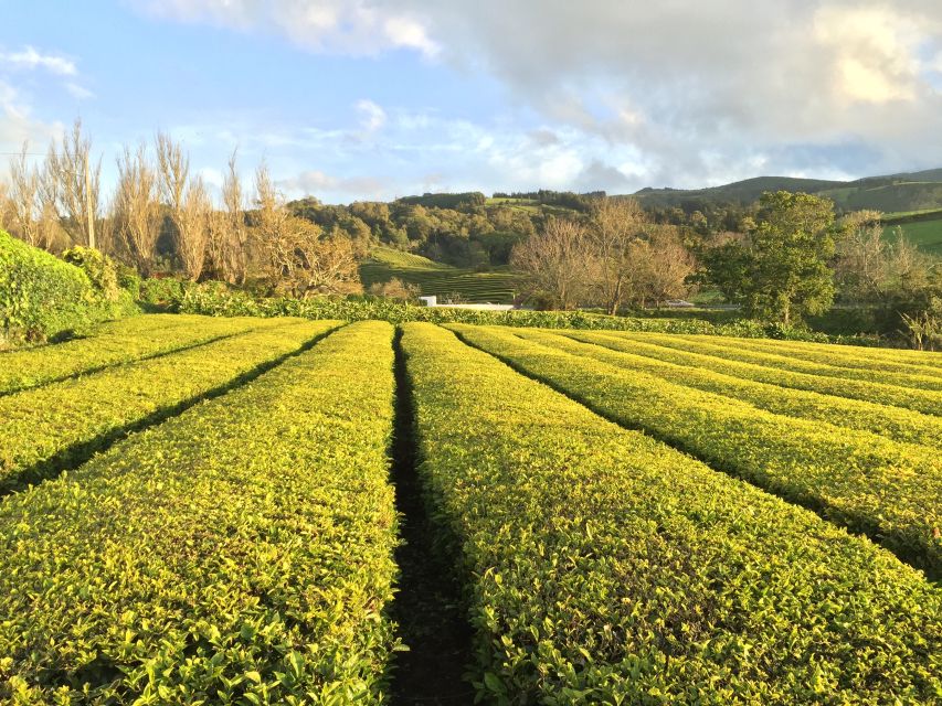 São Miguel Island: Full Day All-in-One Tour - Starting in Ponta Delgada, Then Up to Sete Cidades Lakes