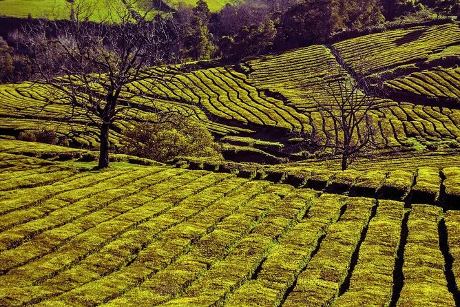 São Miguel: Majestic North Tour (Local Lunch Incl.) - Timing that feels practical, not rushed