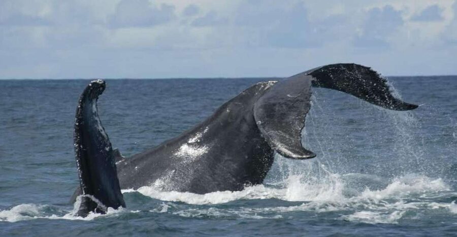 São Miguel: Whales & Volcano Full-Day Tour with Lunch - Key points to know before you go