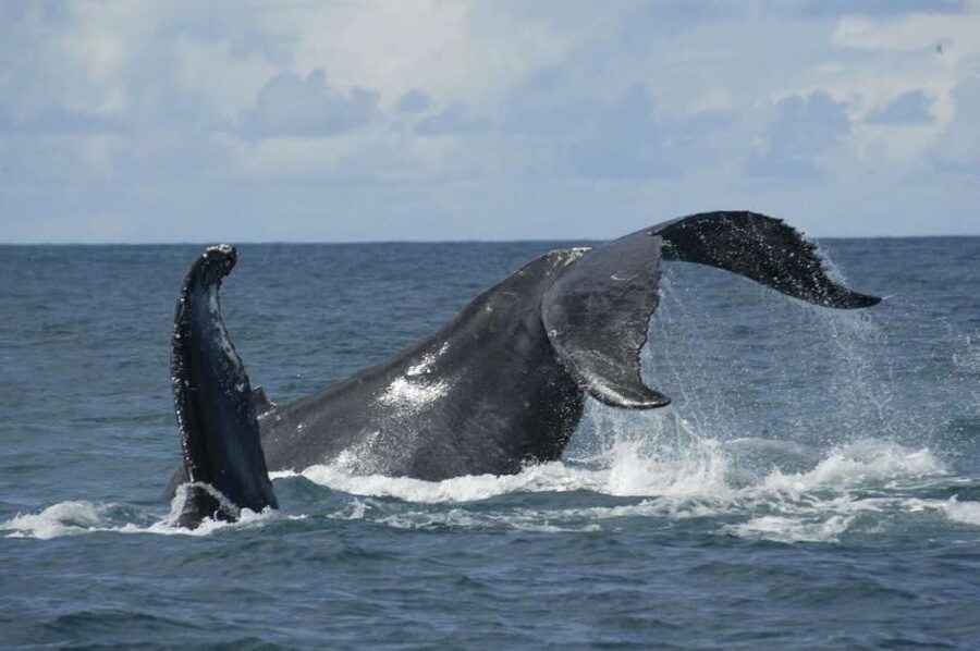 São Miguel: Whales & Volcano Full-Day Tour with Lunch - What you do between sightings: staying patient without getting bored