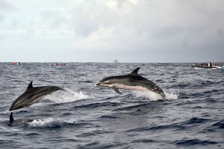 São Miguel: Whales & Volcano Full-Day Tour with Lunch - Guides make the difference, especially with changing conditions