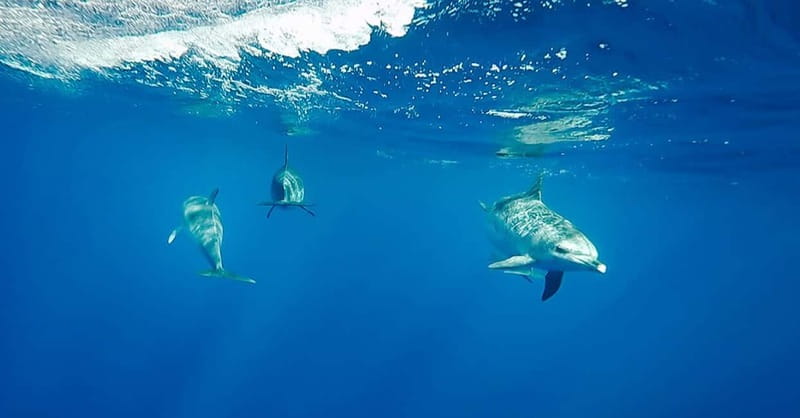 São Miguel: Wild Swimming with Dolphins - Key things to know before you go on São Miguel dolphin swimming