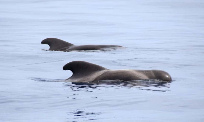São Miguel: Wild Swimming with Dolphins - What to bring for a smooth swim day (use this checklist)
