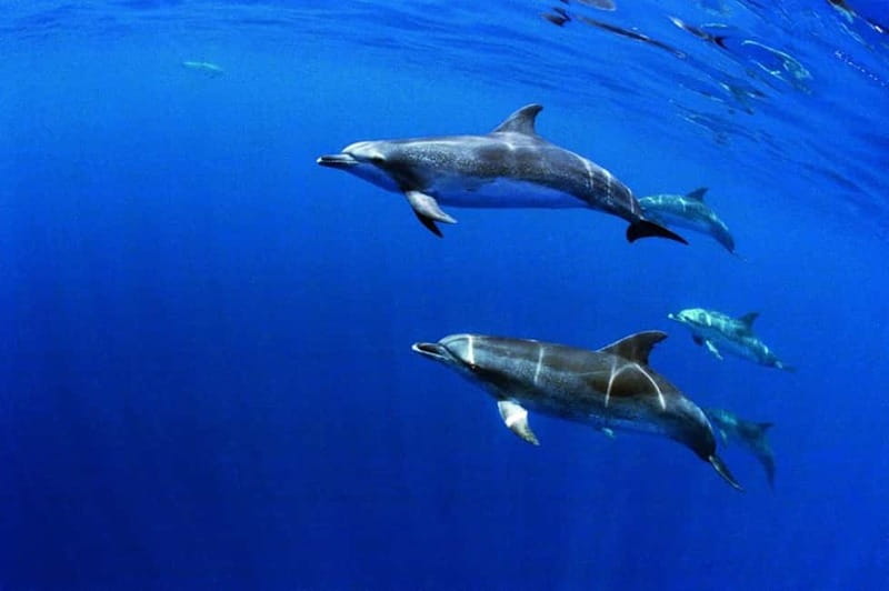São Miguel: Wild Swimming with Dolphins - São Miguel’s wild dolphin swim: what you’re really paying for