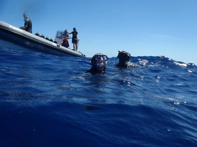 São Miguel: Wild Swimming with Dolphins - Ponta Delgada safety briefing: your 10 minutes that save the day