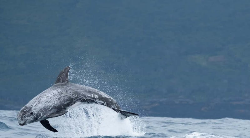 São Miguel: Wild Swimming with Dolphins - Ocean reality check: bumpy boat, short swims, and no safety floaties