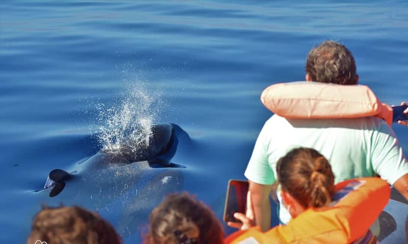 São Miguel: Wild Swimming with Dolphins - What’s included and what you should expect to be provided