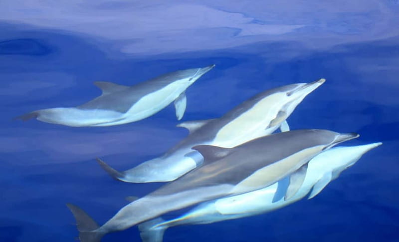 São Miguel: Wild Swimming with Dolphins - From Marina Pêro de Teive to the dolphin area: the practical start
