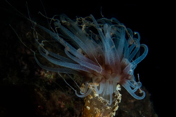 Scuba Diving Albufeira-Double Dive Trip - Two underwater sessions with clear time and pressure limits