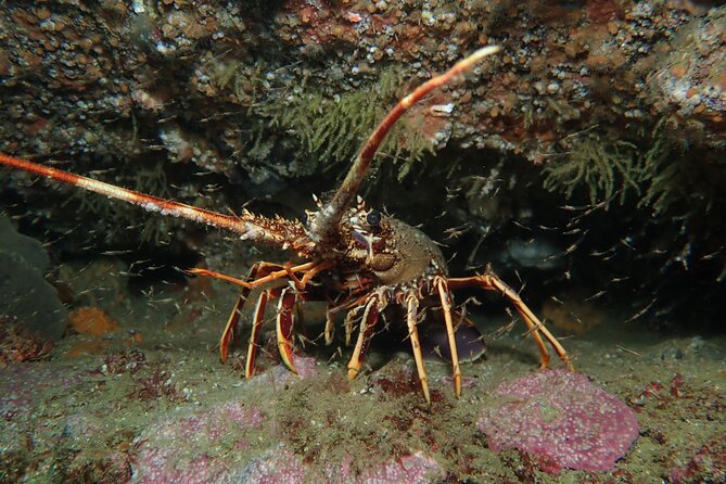 Scuba Diving Albufeira-Double Dive Trip - Getting in the water: what the boat day feels like