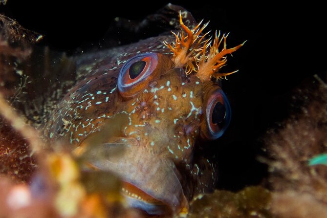 Scuba Diving Albufeira-Double Dive Trip - Small limits that matter: age, height, swimming, and medical checks