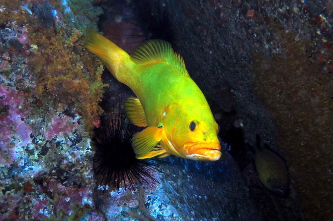Scuba Diving Experience in Madeira - Key things that make this try-scuba course work