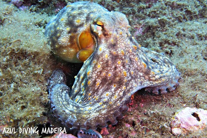 Scuba Diving Experience in Madeira - Gear and guidance: what you get for your $50.81 price