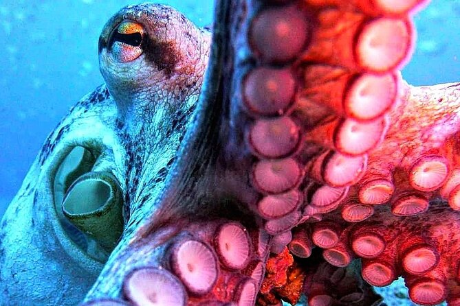 Scuba Diving Experience in Madeira - Typical flow of your 2.5-hour day, and what you should watch