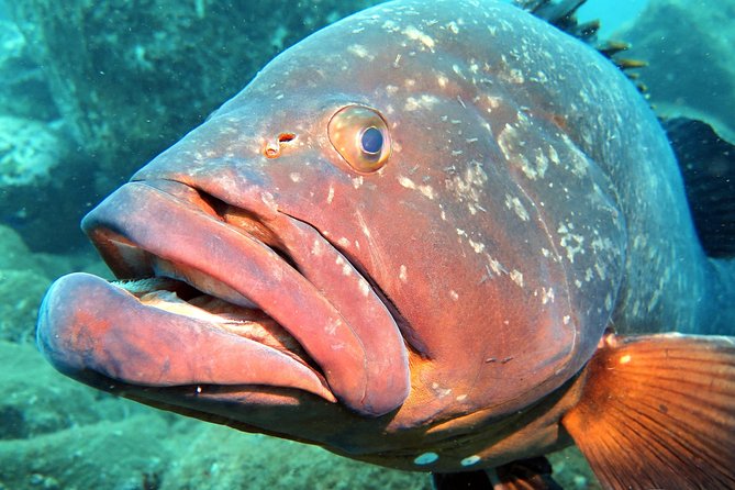 Scuba Diving Experience in Madeira - Weather, sea conditions, and when patience makes the difference