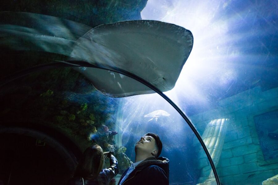SEA LIFE Porto Full-Day Entrance Ticket - Key takeaways before you go