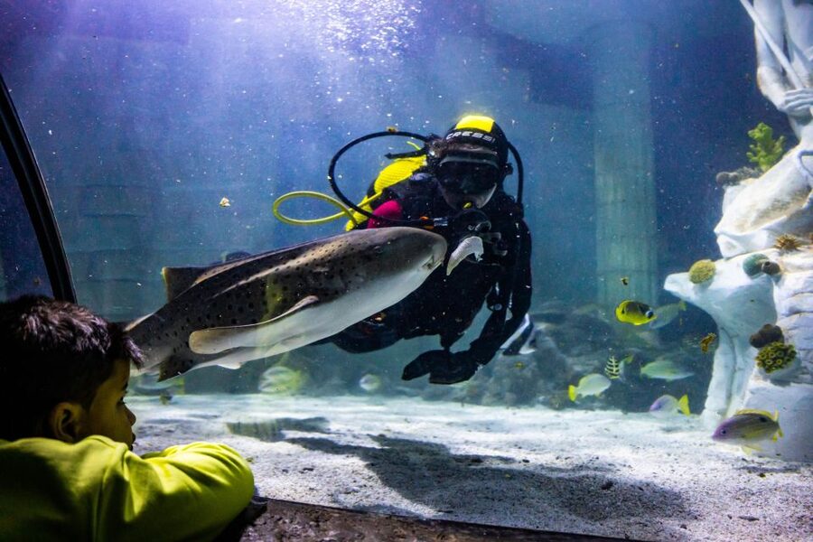 SEA LIFE Porto Full-Day Entrance Ticket - Cow-faced rays and the Atlantic lineup: the exhibits that drive the value