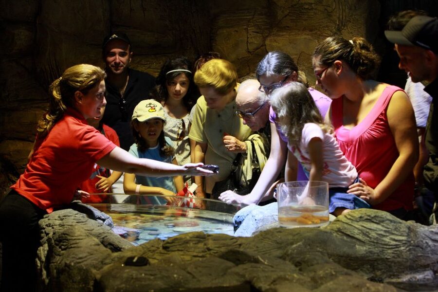 SEA LIFE Porto Full-Day Entrance Ticket - Free educational talks and feeding demonstrations: how to get more than just visuals
