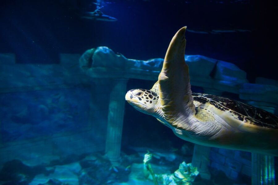 SEA LIFE Porto Full-Day Entrance Ticket - Practical logistics: meeting point, timing, and what to pack