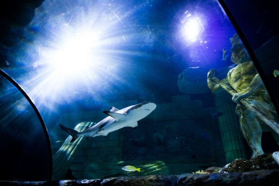SEA LIFE Porto Full-Day Entrance Ticket - Who this is best for, and who might feel underwhelmed