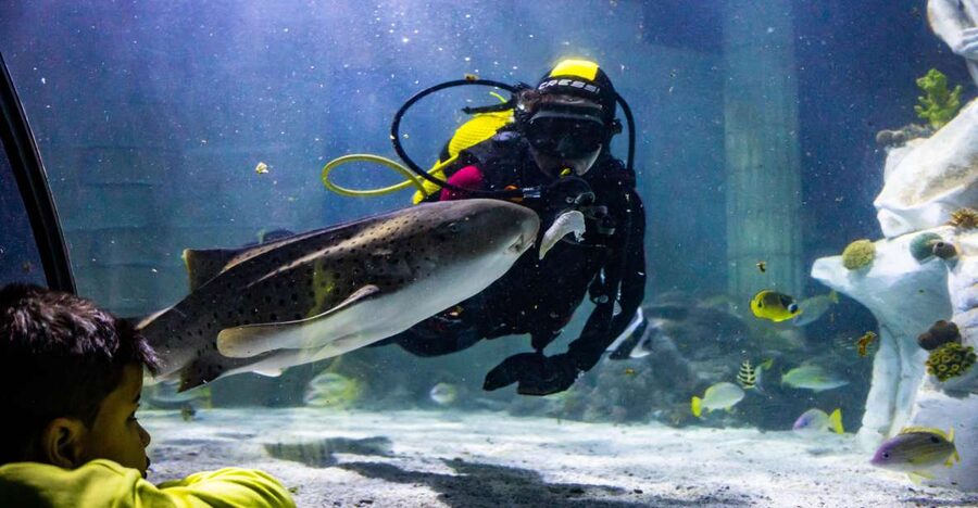 SEA LIFE Porto Full-Day Entrance Ticket - Entering SEA LIFE Porto: plan your day like a smart visitor