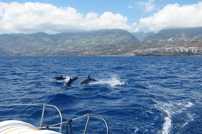 Seaborn Catamaran trips - Setting Out From Marina do Funchal (And Why Timing Matters)