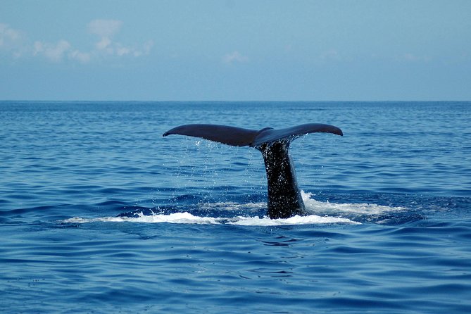 Seaborn Catamaran trips - How Cabo Girão and the Return Feel in Real Life