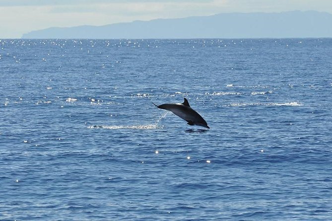Seaborn Catamaran trips - Price and Value: Is $42.24 Worth a 3-Hour Catamaran?